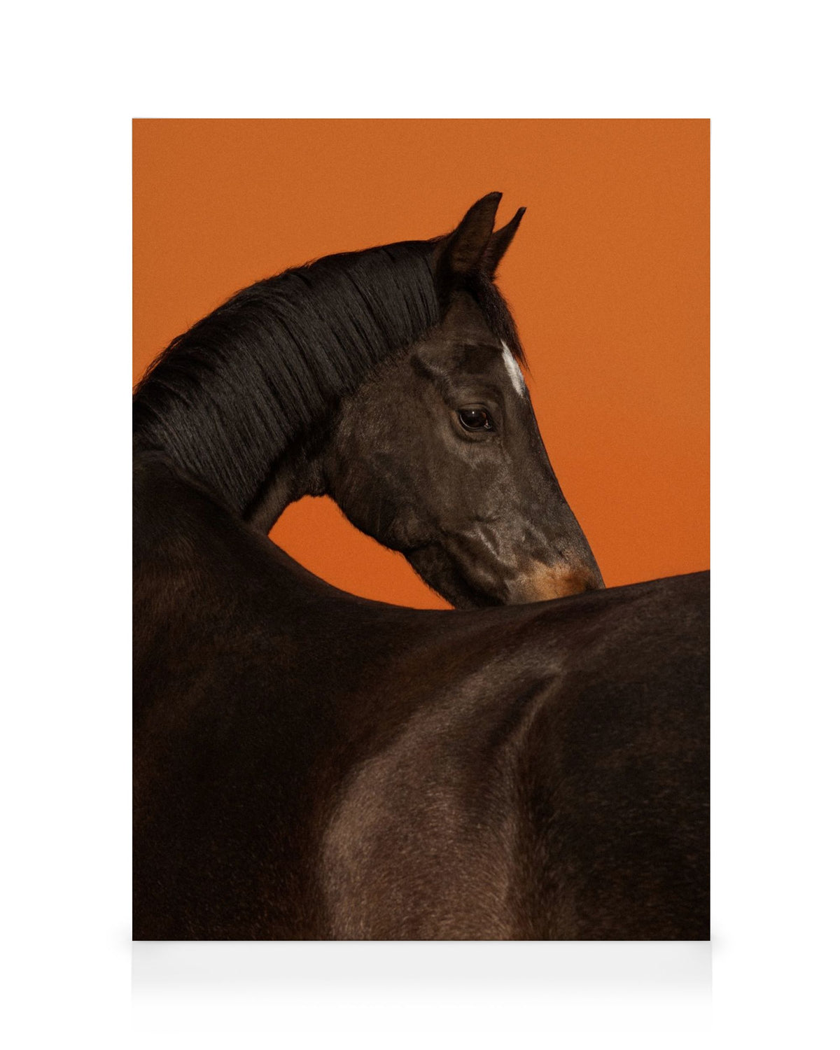 Stallion Canvas print