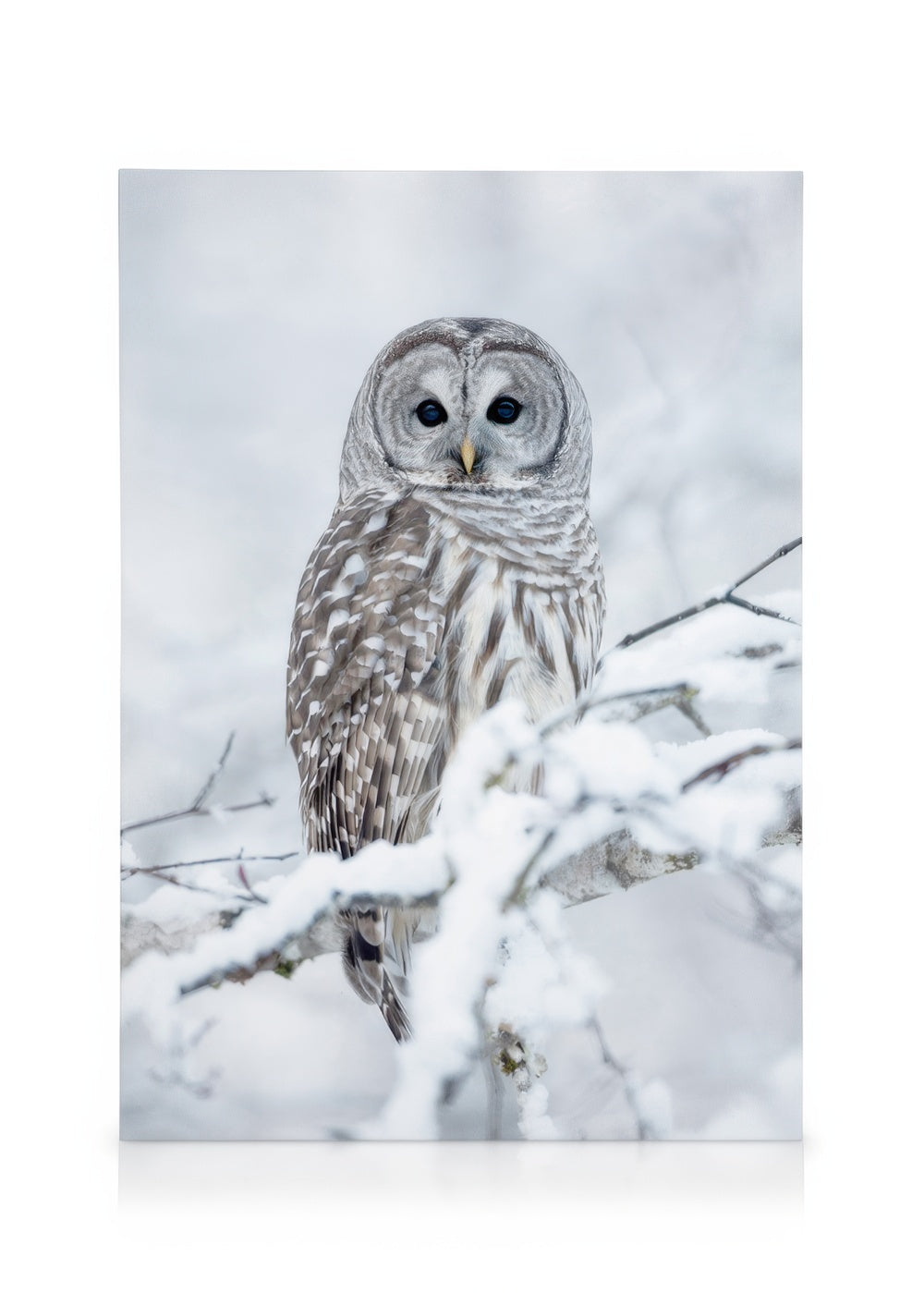 Barred Owl Canvas print