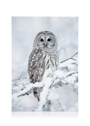 Barred Owl Canvas print