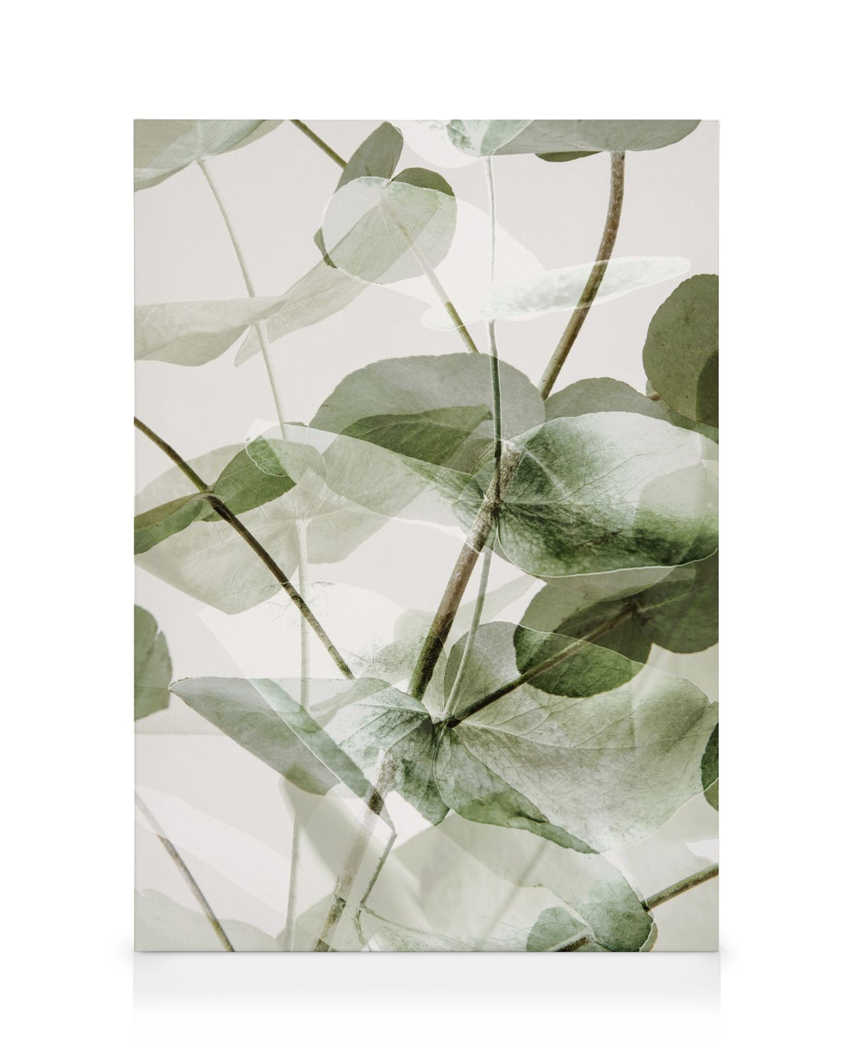 Eucalyptus Shades No1 Canvas print