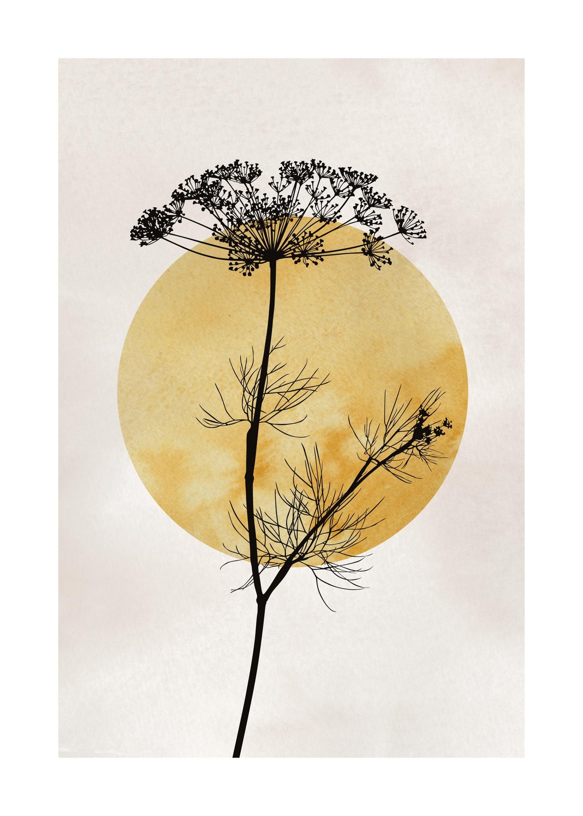 Anthriscus Silhouette Print