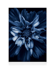 Blue Anemone Canvas print