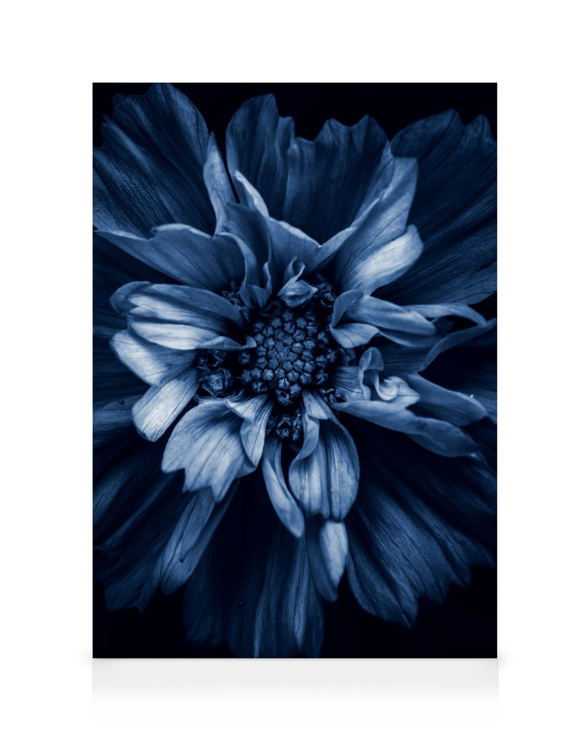Blue Anemone Canvas print