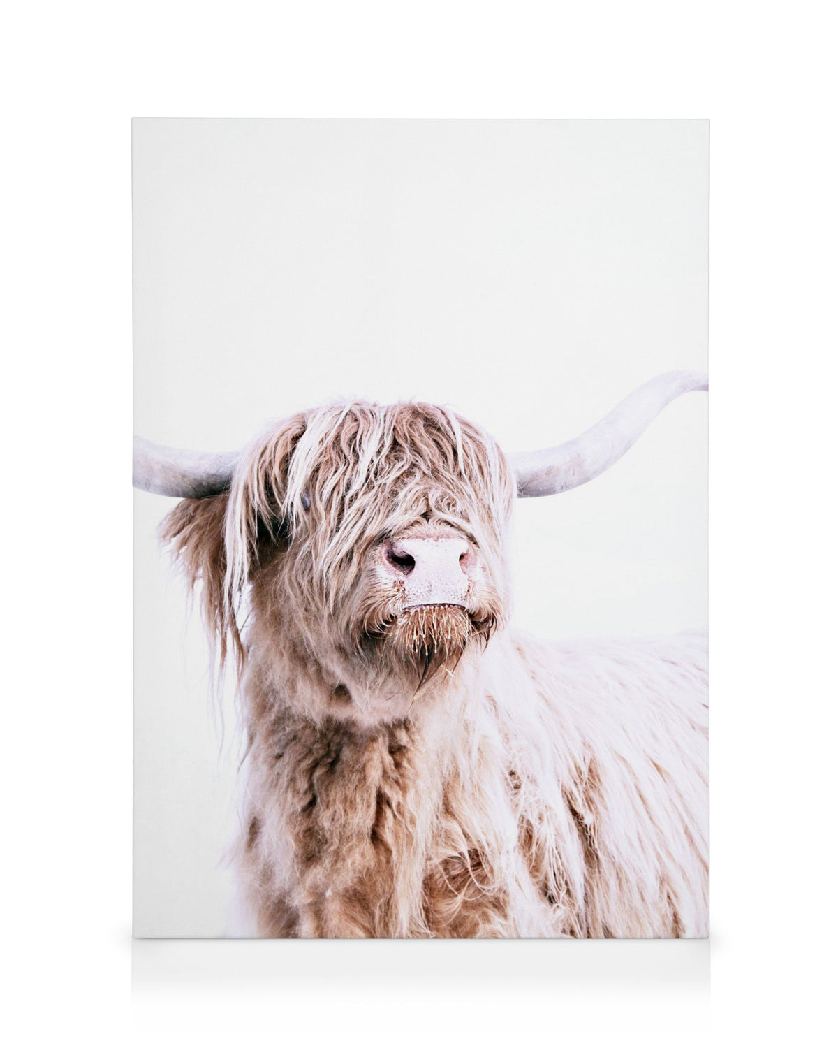 Highland Cattle Portrait Canvas print