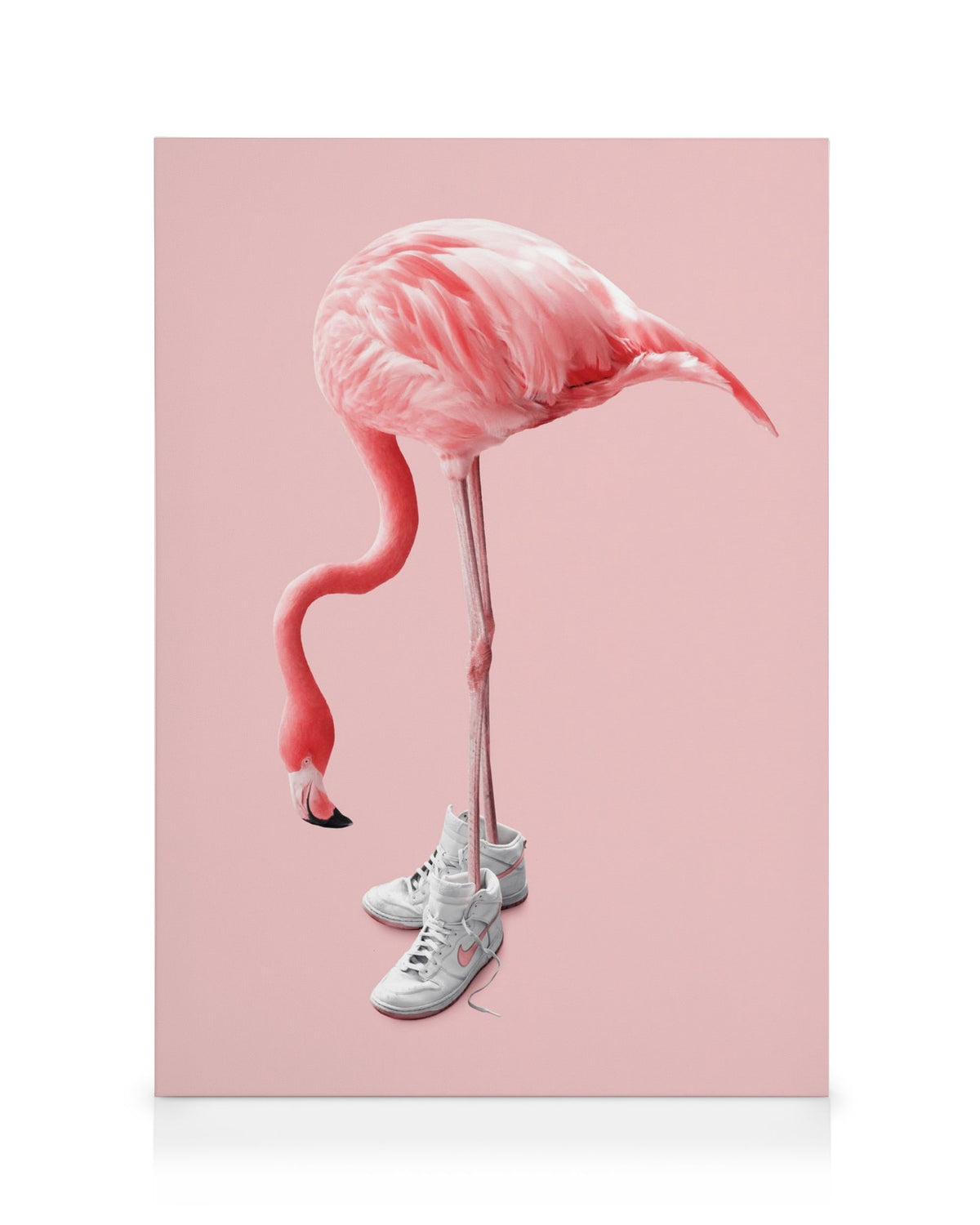Jonas Loose - Sneaker Flamingo Canvas print