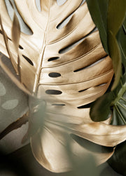 Golden Monstera leaves Print