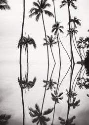 Tranquil Reflection Print