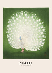 Ohara Koson - Peacock Print