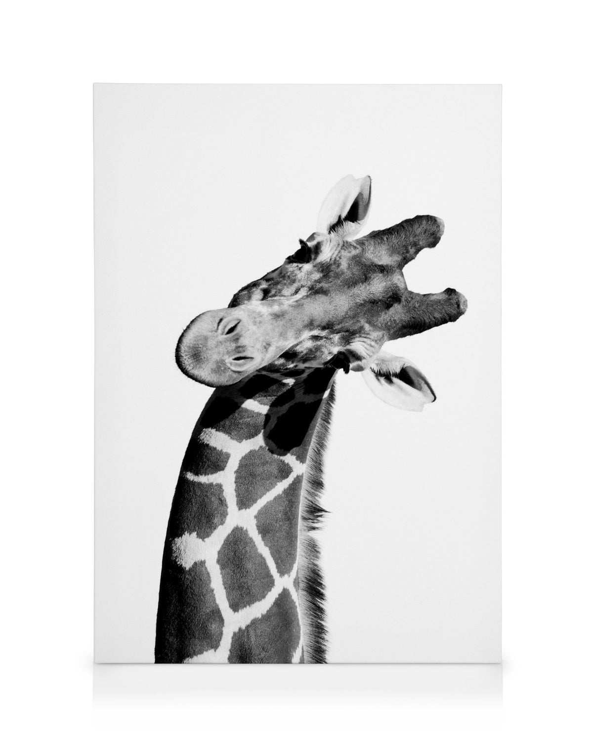 Giraffe Portrait Canvas print