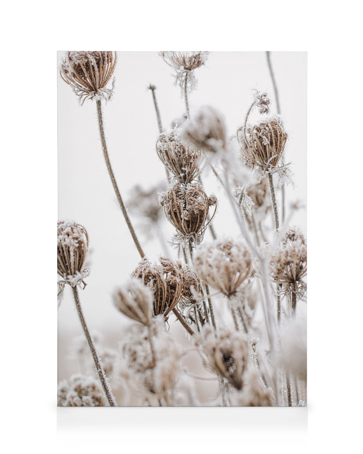 Frozen Floral Canvas print