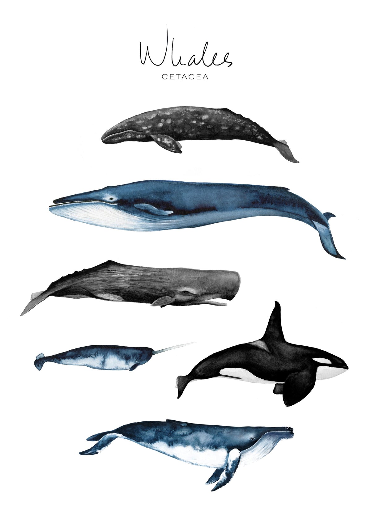Whales Print