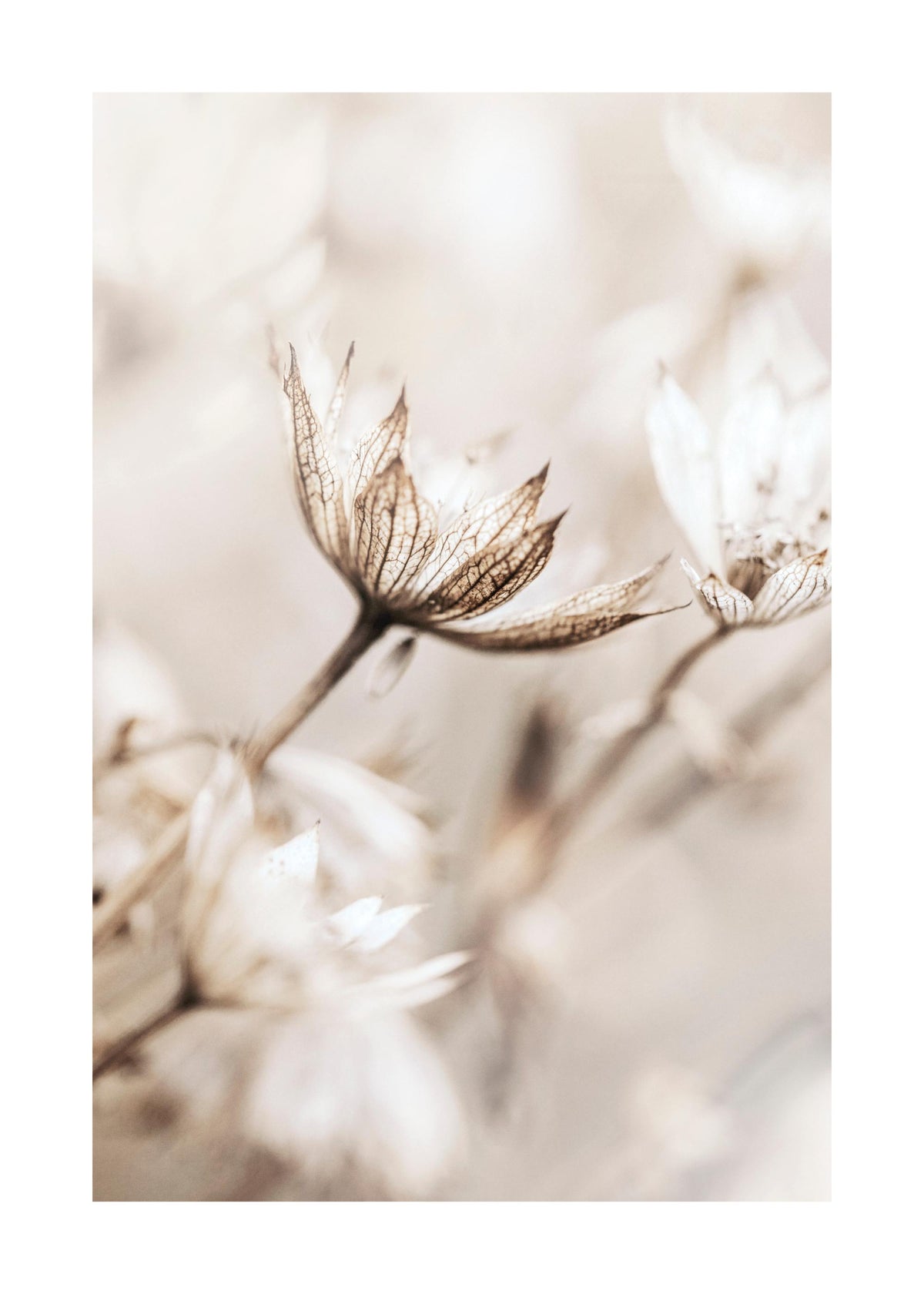 Dried Flower Close Up Print