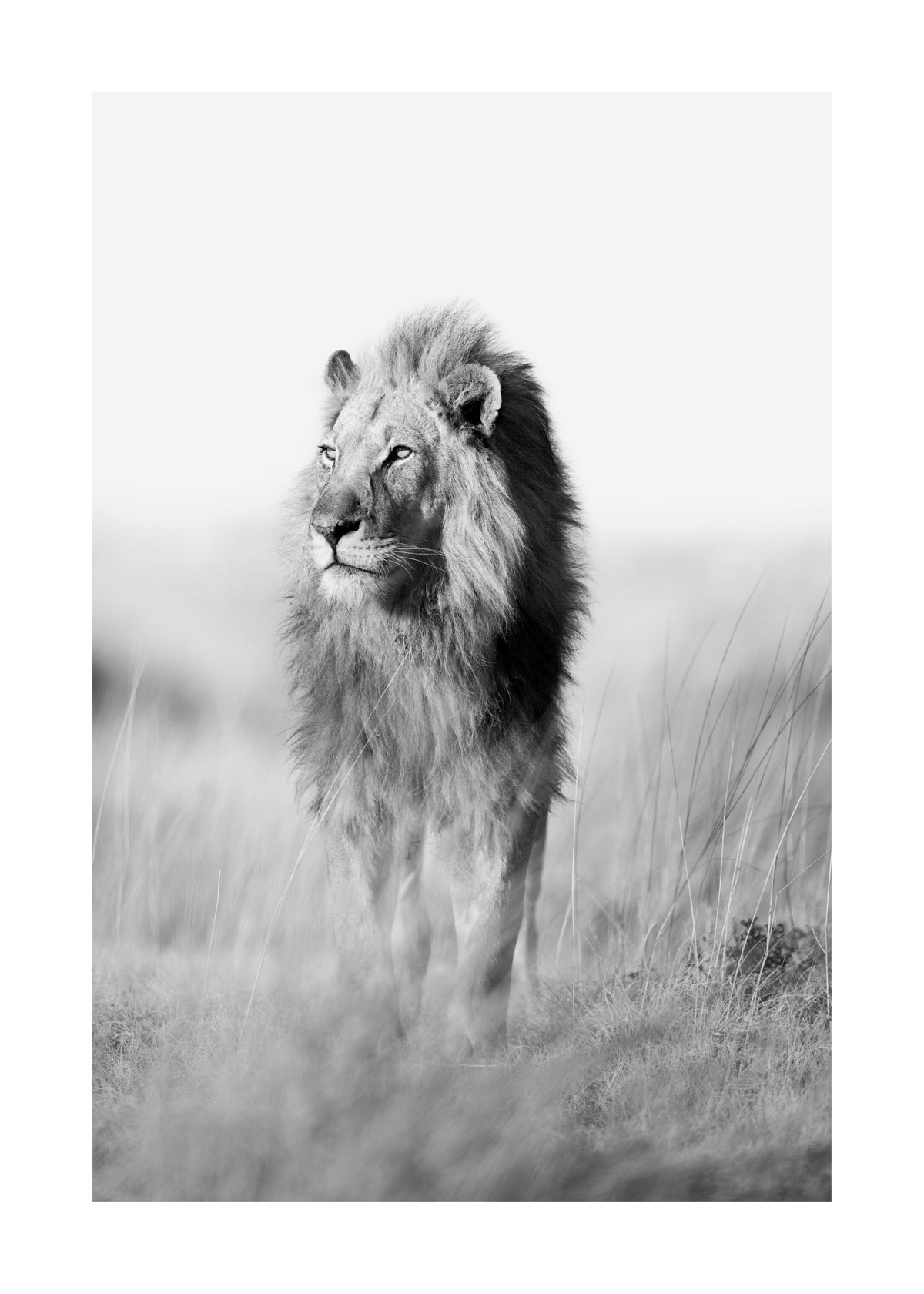 The King of the Jungle Print