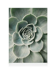 Cactus Flower Canvas print