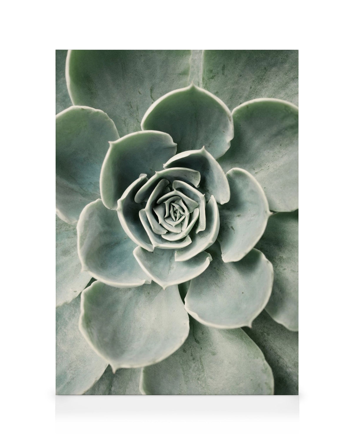 Cactus Flower Canvas print