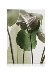 Strelitzia Plant No1 Canvas print