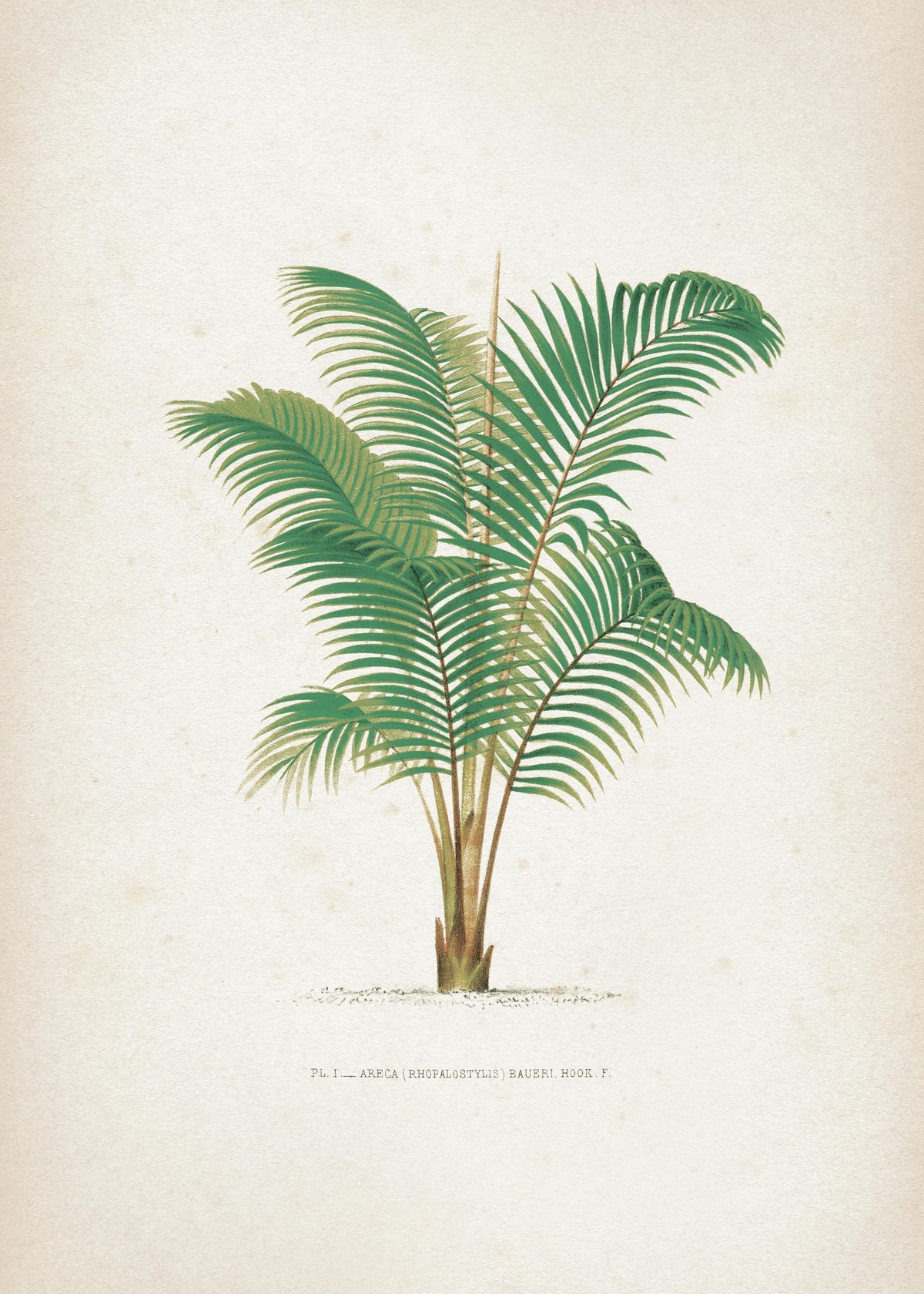 Vintage Print Collection No4 Print