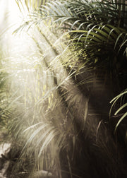 Hazy Palm Trees Print
