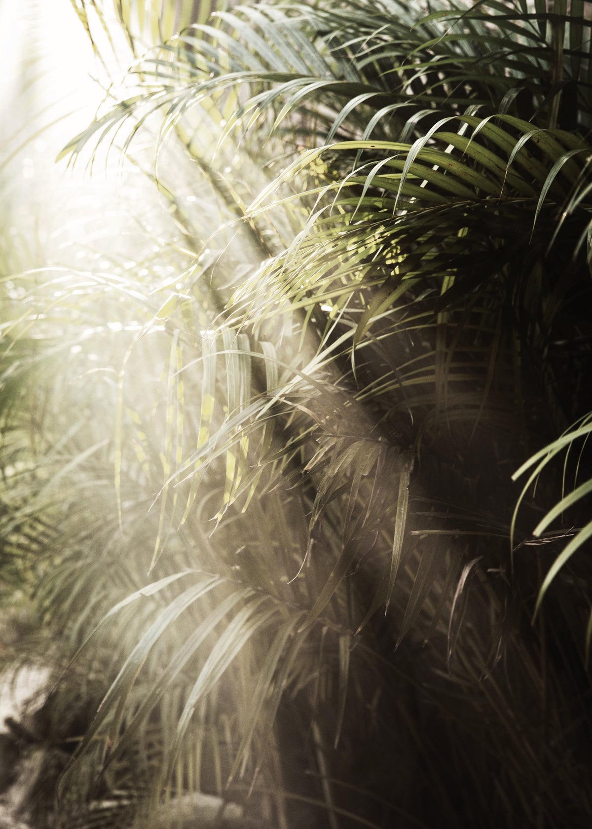 Hazy Palm Trees Print