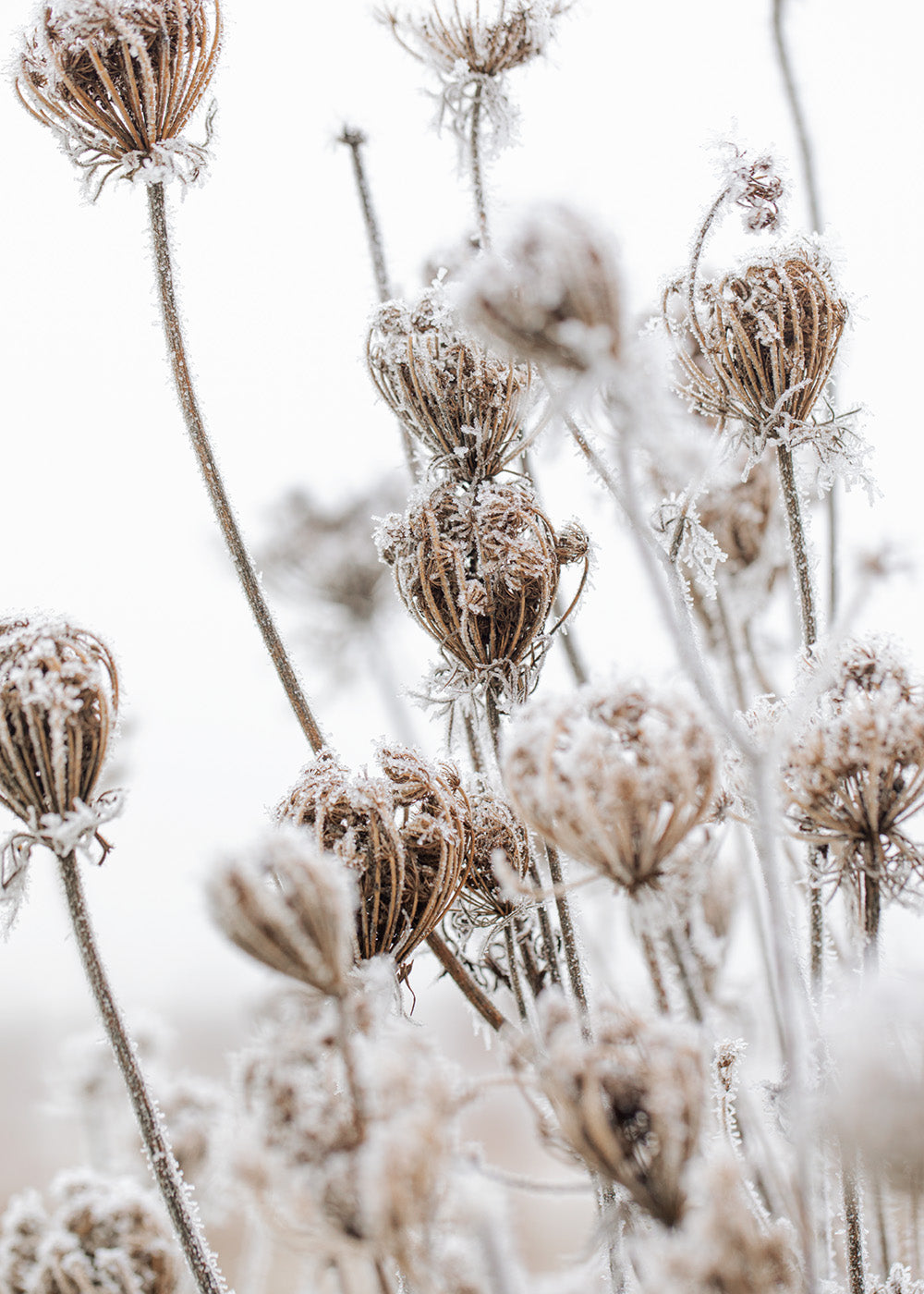 Frozen Floral Print