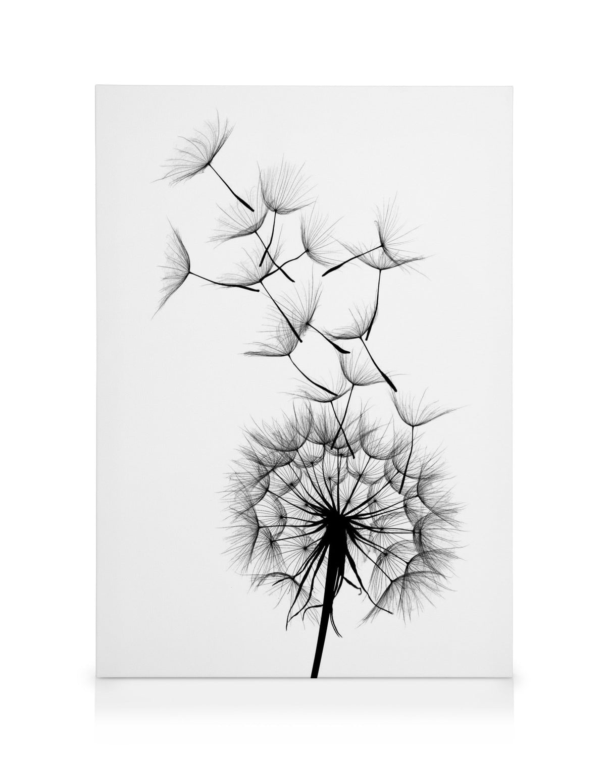 Dandelion No2 Canvas print