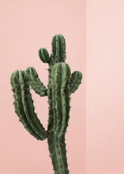 Cactus Corner Print