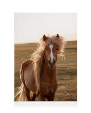 Golden Horse Canvas print