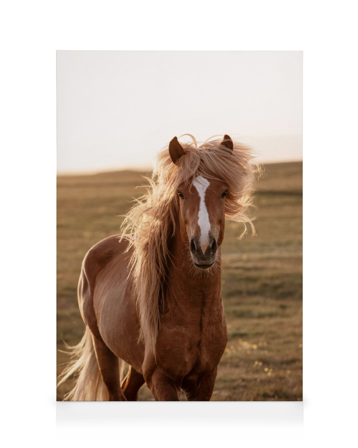 Golden Horse Canvas print