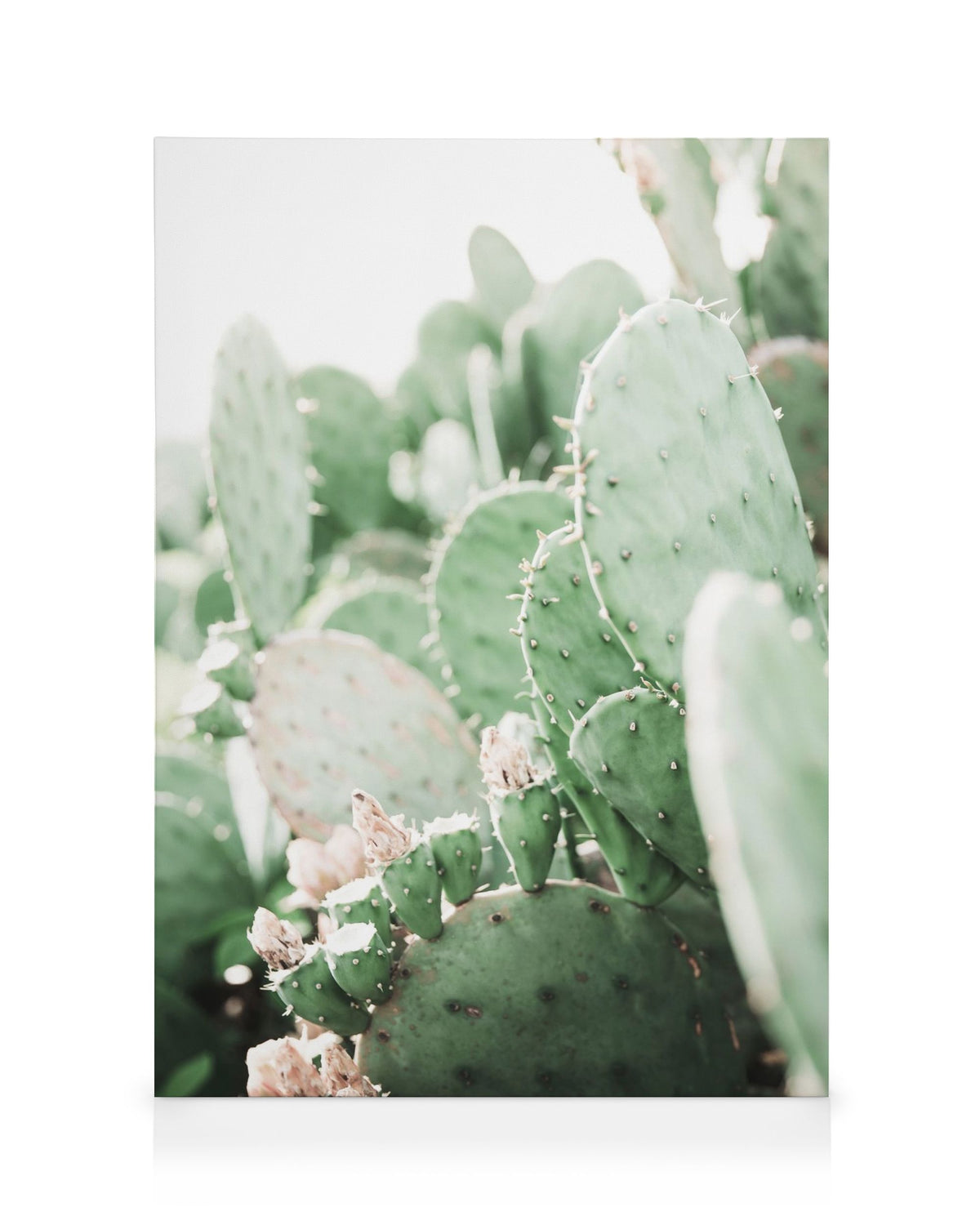 Prickly Pear Cactus Canvas print