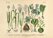 Victorian Garden No2 Print