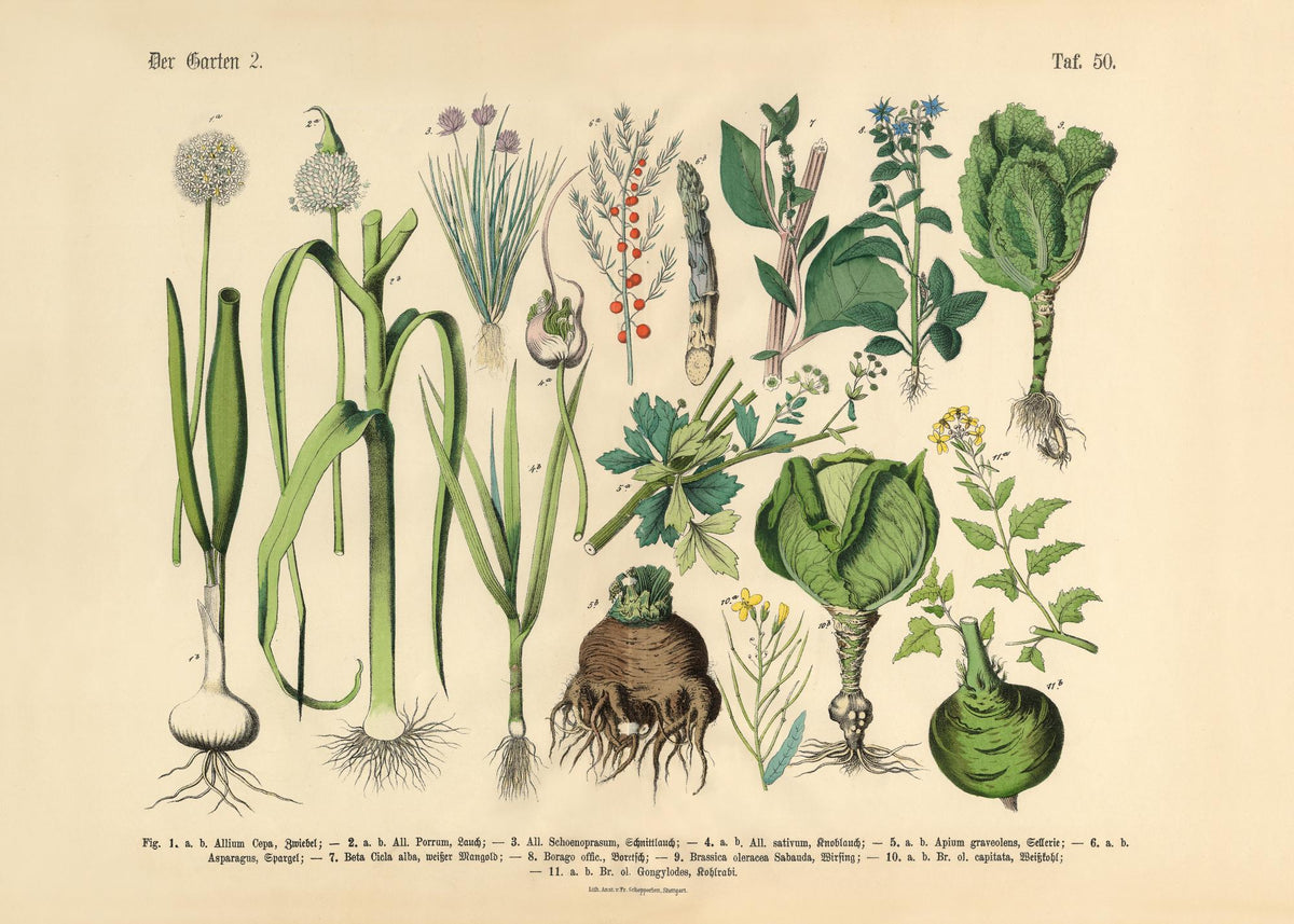 Victorian Garden No2 Print