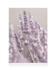 Lavender Flowers Canvas print