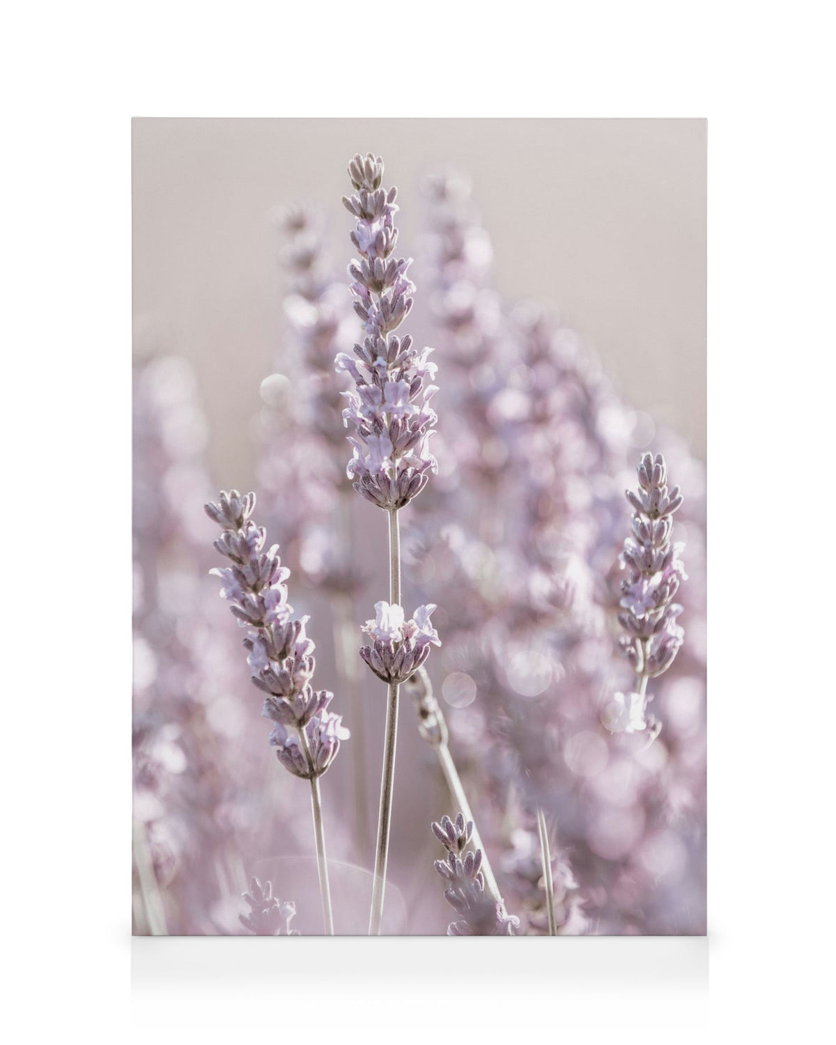 Lavender Flowers Canvas print