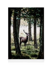 Stag In Forest Canvas print