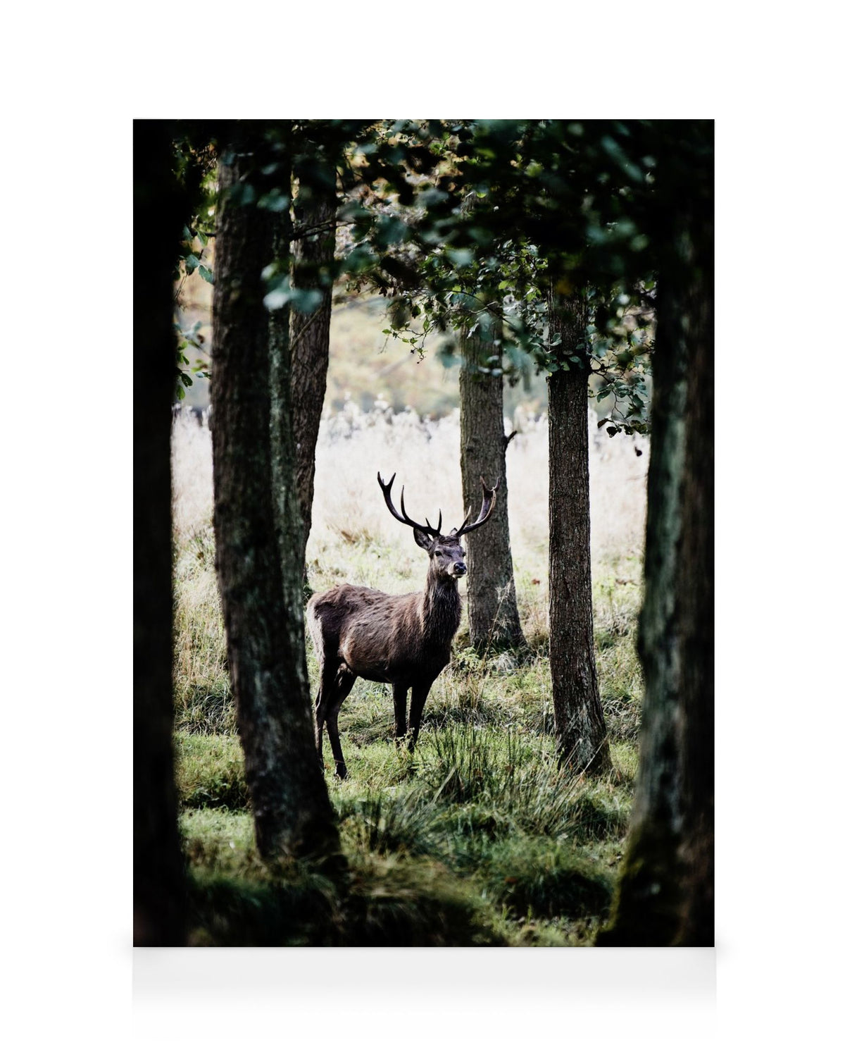 Stag In Forest Canvas print