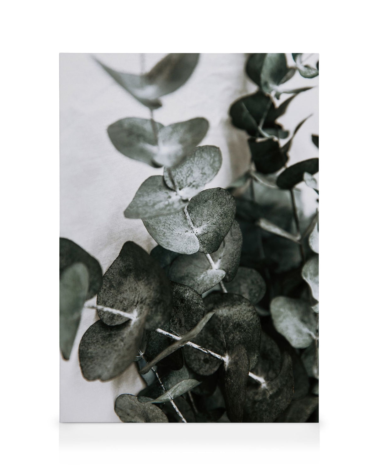 Eucalyptus Bouquet No1 Canvas print