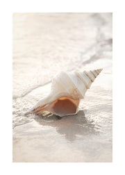 Shell on Beach Print