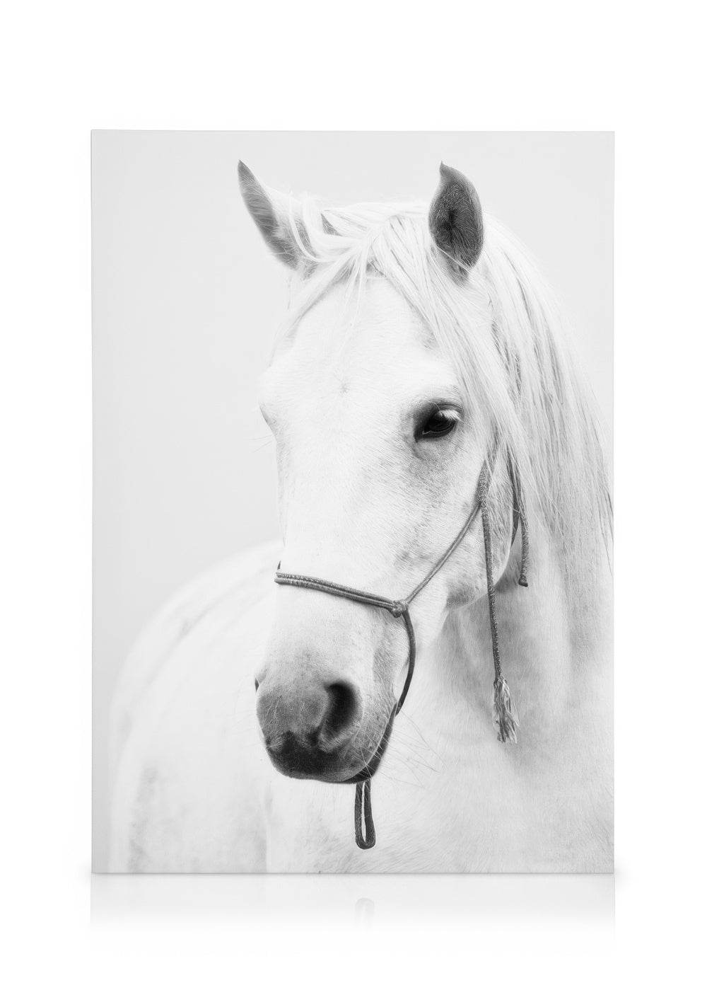 White Horse Canvas print