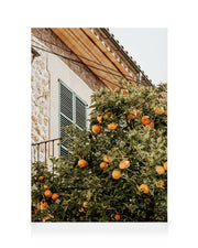 Oranges In Garden Canvas print