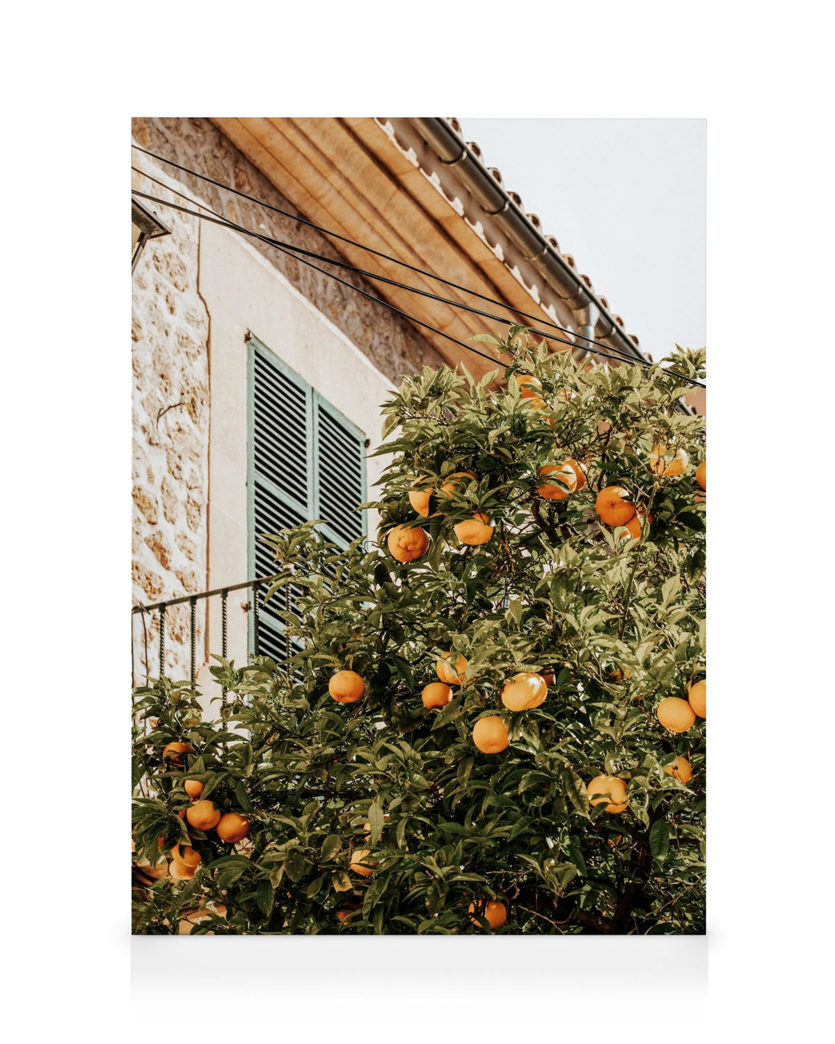 Oranges In Garden Canvas print