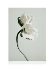 White Poppy Flower Canvas print