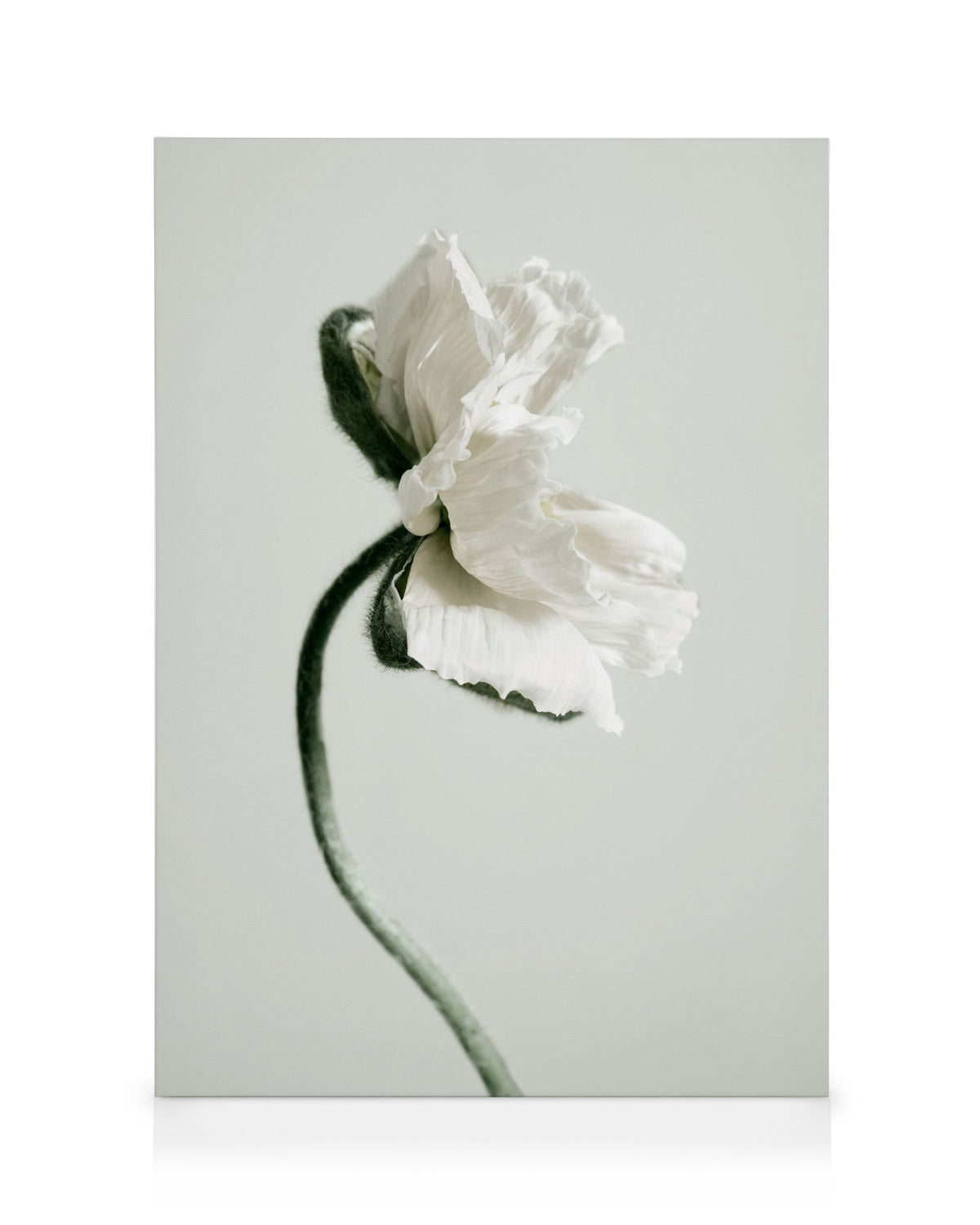 White Poppy Flower Canvas print