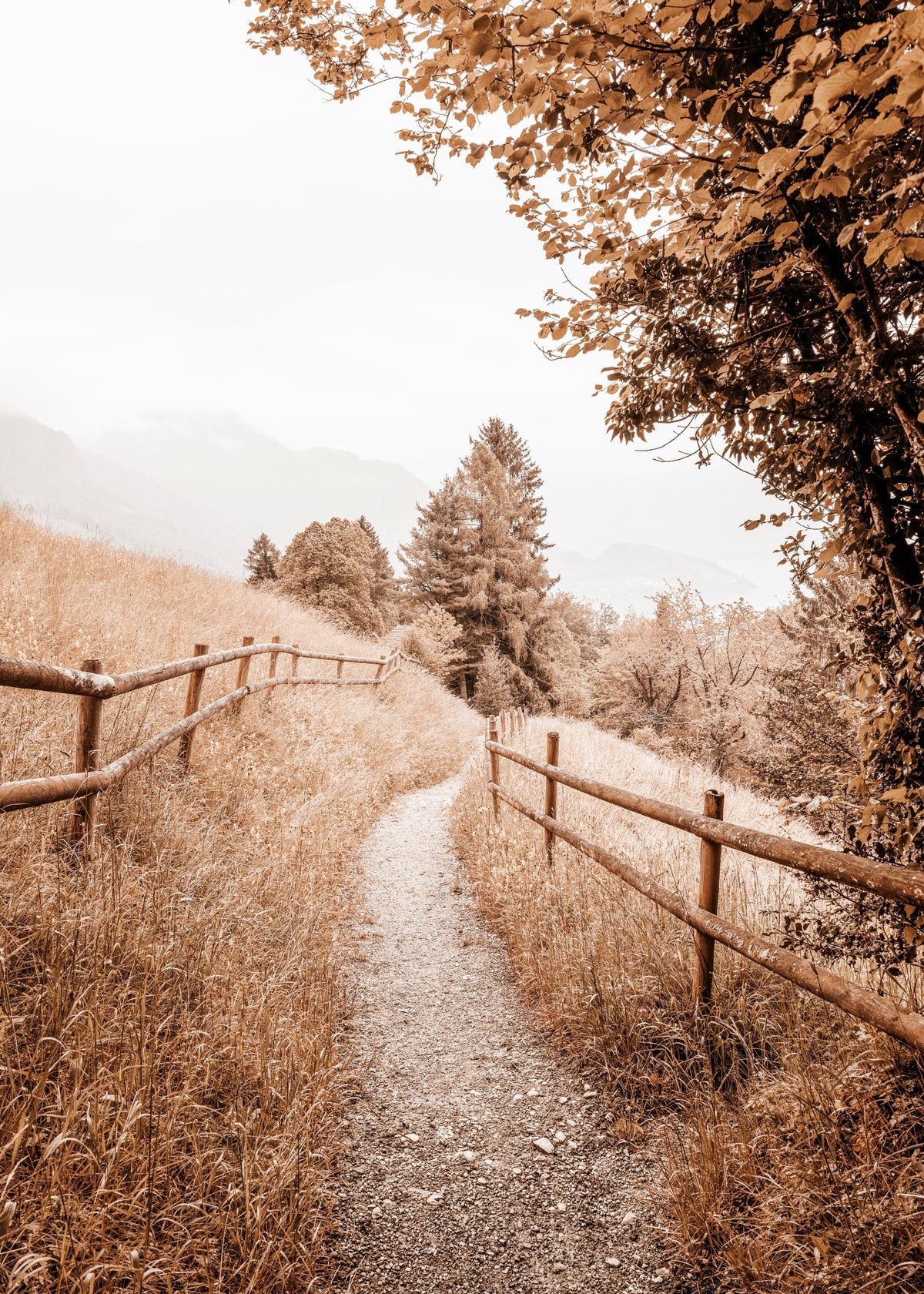 Path to Home Print