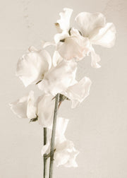 In Full Bloom Print