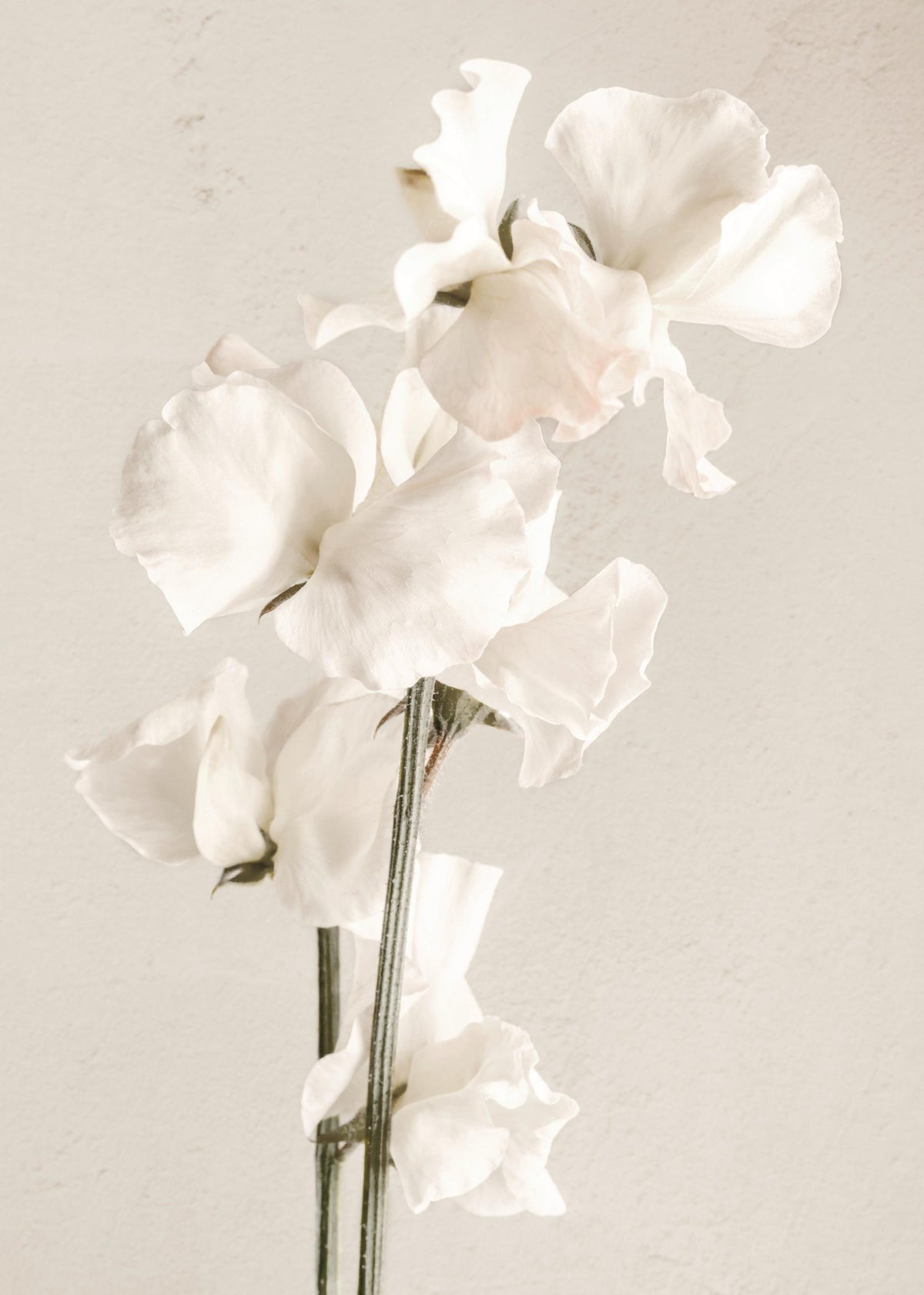 In Full Bloom Print