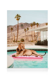 Sunbathing Lion Canvas