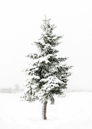 Snowy Spruce Print