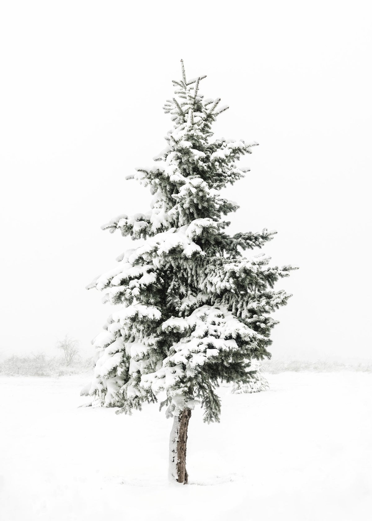 Snowy Spruce Print