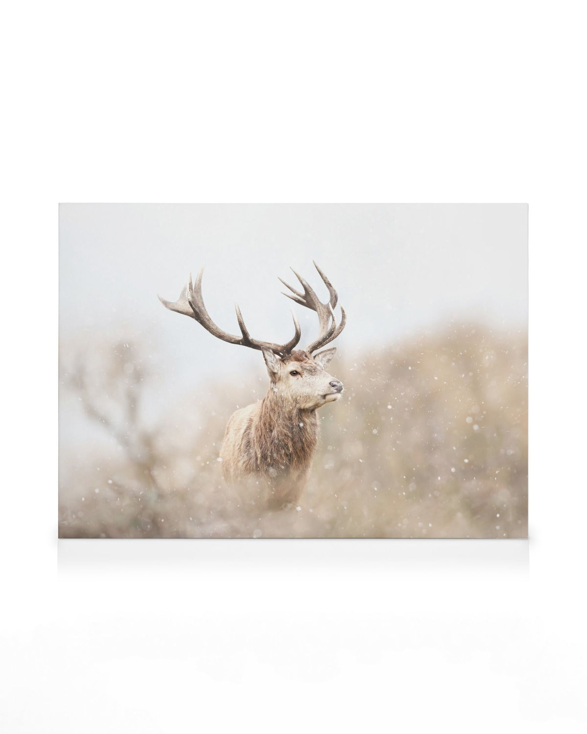 Majestic Reindeer Canvas print