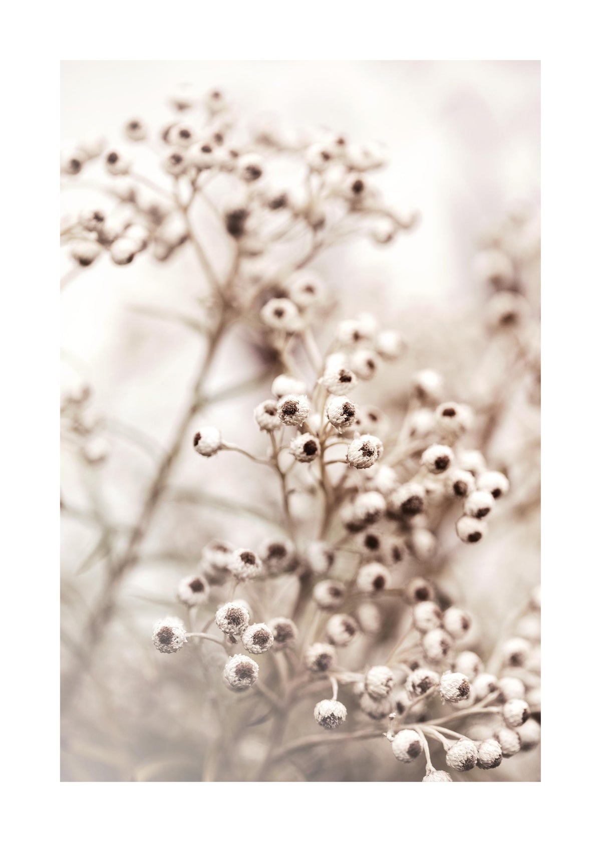 Beige Botanical Bokeh No2 Print